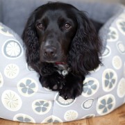 Poppy relaxing in her stylish dog bed from Poppy & Rufus