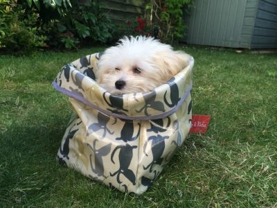 Poppy & Rufus - Stylish and Luxury dog beds, bowls, bags and travel accessories