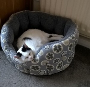 A cat taking a nap in our luxury dog bed in poppy fabric